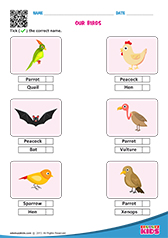 Identify Birds